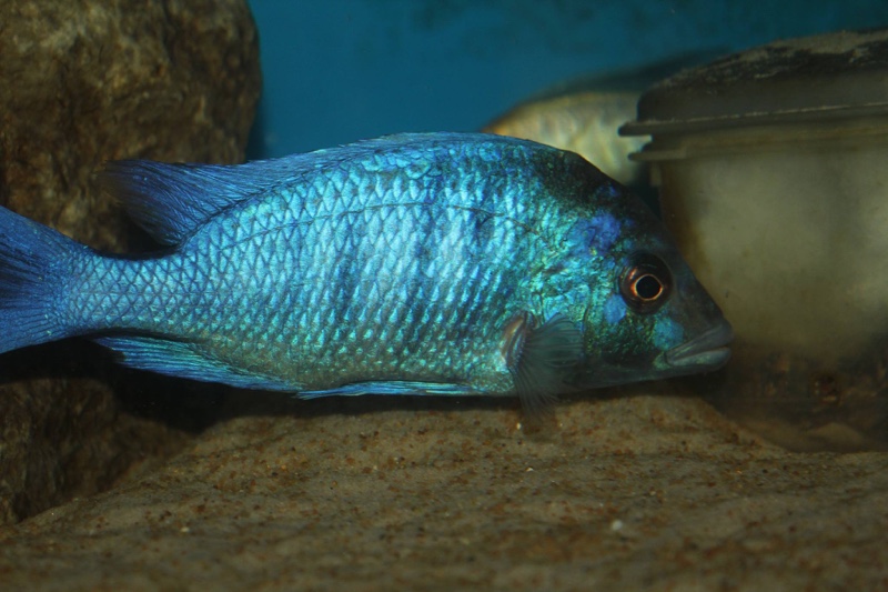 Placidochromis sp. 'phenochilus gissel' Chiofu